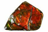 Iridescent Ammolite (Fossil Ammonite Shell) - Alberta, Canada #156731-1